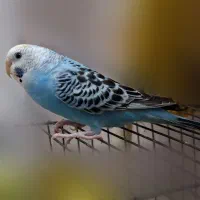 مرغ عشق|پرنده|فشاپویه, |دیوار
