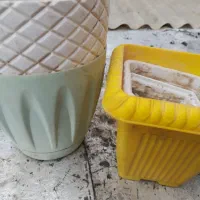 گلدان سالم.|گل و گیاه طبیعی|باسمنج, |دیوار