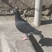 کبوتر سنگی|پرنده|سراوان, |دیوار