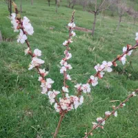 هرس انواع درختان به صورت کاملا اصولی وبه روز|خدمات باغبانی و درختکاری|خلخال, |دیوار