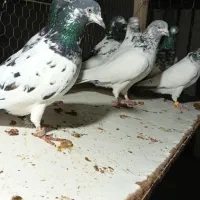 کبوتر تیدی پاکستانی|پرنده|شاهین‌شهر, کوی مهدیه|دیوار