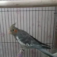 پرنده عروس هلندی