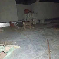 ژرمن ورک|سگ|سراوان, |دیوار