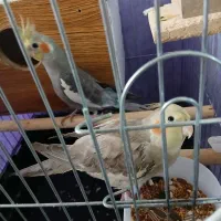 یک جفت عروس هلندی