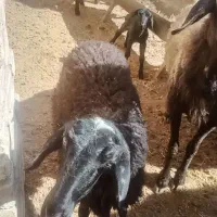 بره ماده ۲۵کیلو