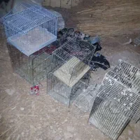 قفس پرنده|لوازم جانبی حیوانات|کنگاور, |دیوار