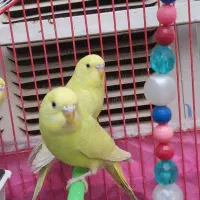 مرغ عشق ۲۰۰|پرنده|شوش, |دیوار