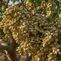 فروش قسطی نهال پسته انگور بادام دیرگل پسته خوشه ای|گل و گیاه طبیعی|نیشابور, دارایی|دیوار
