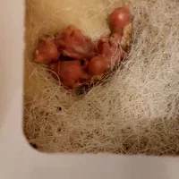 جوجه فنچ نرگسی شکلاتی|پرنده|تهران, استخر|دیوار