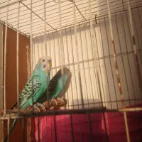 جفت مرغ عشق