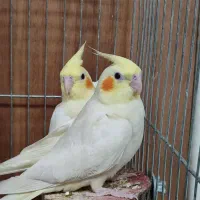 عروس هلندی یک ماه و نیمه لوتینو فول دستی|پرنده|شیراز, تندگویان|دیوار