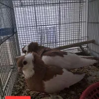 کبوتر ناصری