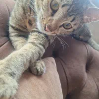 گربه نر ۴ ماهه گمشده با علامت خاص