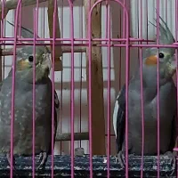 عروس هلندی ۲ماهه