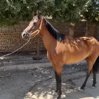 اسب|اسب و تجهیزات اسبسواری|سبزوار, امام خمینی (ناوی)|دیوار