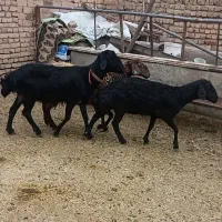 میش قره غزل