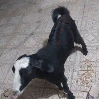 چپشت چاق|حیوانات مزرعه|میناب, |دیوار