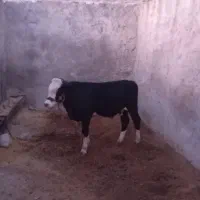 گوساله نر|حیوانات مزرعه|ملکشاهی, |دیوار