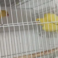 ملنگو زرد ماده