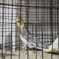 یک جفت عروس هلندی