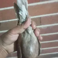 کبوتر