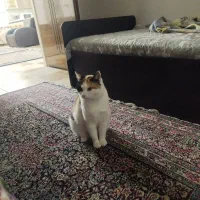 گم شده|حیوانات|قیدار, |دیوار