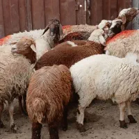 هفت راس میش زاییده بره ها بزرگ دوباره آبستن