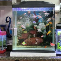 فروش ماهی های زینتی و اکواریوم