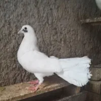 کبوتر|پرنده|سمنان, |دیوار