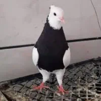 کفتر طوقی ۲۵ عدد تکی جفتی|پرنده|زاوه, |دیوار