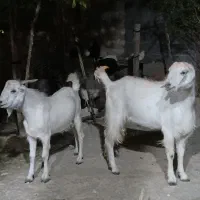 کهره|حیوانات مزرعه|گله دار, |دیوار