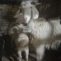 بزوبزغاله سانن|حیوانات مزرعه|تربت‌حیدریه, کلاته توکلی|دیوار