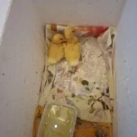 دوعدد جوجه اردک