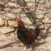 خروس|حیوانات مزرعه|شیروان (خراسان), |دیوار