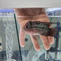 ماهی فلاور|ماهی|شاهین‌شهر, شهرک گلدیس|دیوار