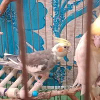 عروس هلندی جوان یک جفت نر و ماده|پرنده|قم, دروازه ری|دیوار