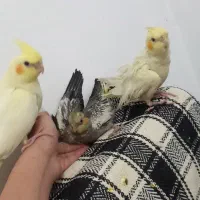 سه تا جوجه عروس هلندی