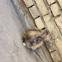 فروش خرگوش|موش و خرگوش|بهبهان, |دیوار