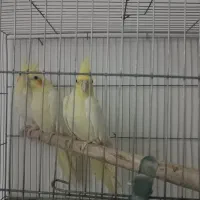 عروس هلندی سالم