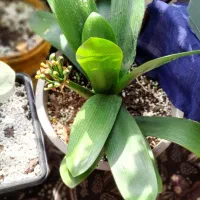 گل برای حیاط و فضای باز