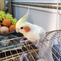 عروس هلندی ماده