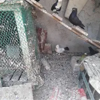 کبوتر معاوضه میکنم عروس هلندی طوطی|پرنده|بوشهر, |دیوار