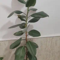 گل فیوکس