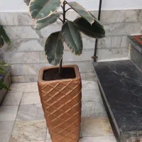 فروش گل با قیمت مناسب