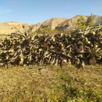 فروش چوب سیب 30تن