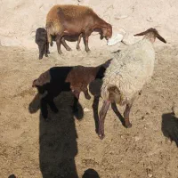 میش بره دار|حیوانات مزرعه|نیشابور, مازول|دیوار