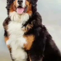 سگ نر برنس مانتن معاوضه