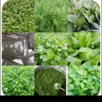 سبزی وبرنج چمپا موجوده|خوردنی و آشامیدنی|رامهرمز, |دیوار