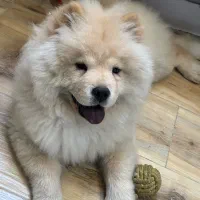 سگ چاو چاو