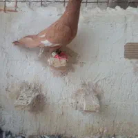 کفتر